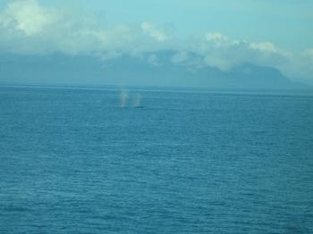 Thar She Blows. Our First Whale Sighting.
