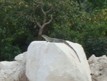 Wild Iguana Grand Stirup Cay